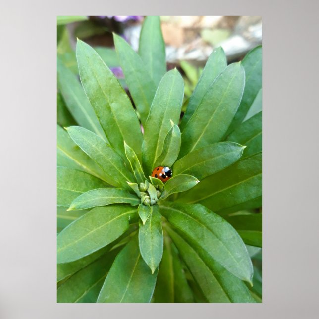 Poster Coccinelle sur fleurs (Devant)