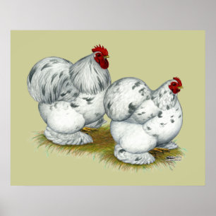 Poster Cochin : Splash Bantams