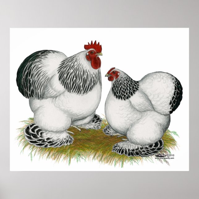 Poster Cochins : Bantams colombiens (Devant)