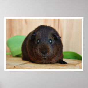 Poster Cochon de Guinée Agouti en or lisse