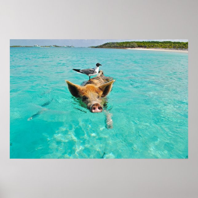 Poster Cochon mignon nageant dans l'eau (Devant)