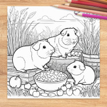 Cochons d'Inde Animaux de Compagnie Mignons à Colo