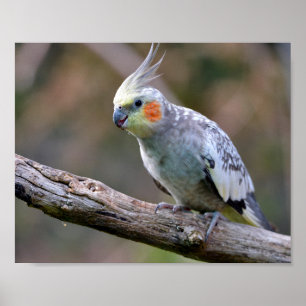Poster Cockatiel budgerigar perched on branch postcard T-