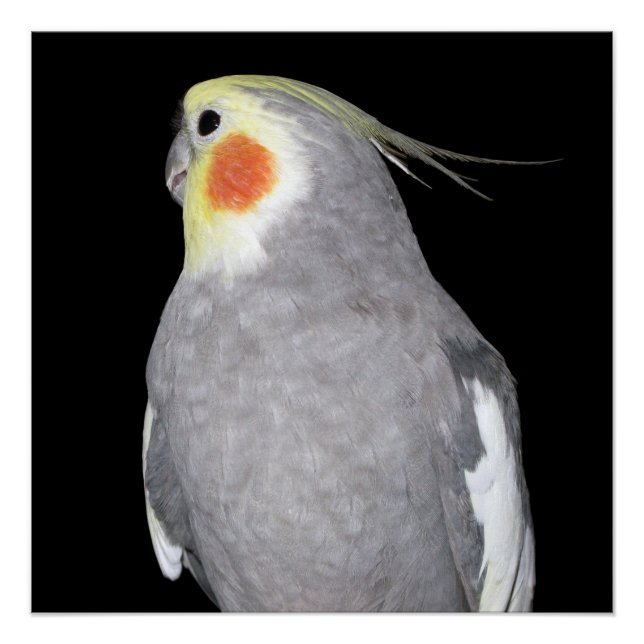 Poster Cockatiel d'oiseaux animaux domestiques (Devant)
