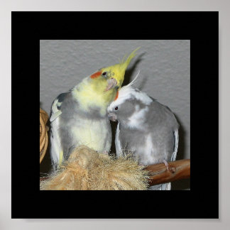 Poster Cockatiles