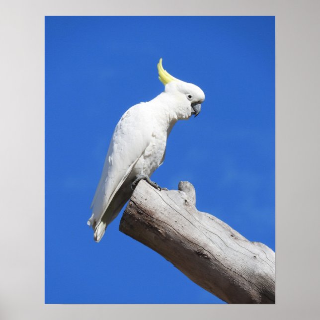 Poster Cockatoo à pois de soufre (Devant)