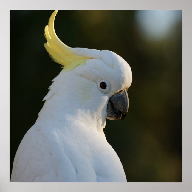 Poster Cockatoo blanc exotique (Devant)