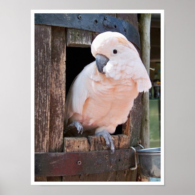 Poster Cockatoo Moluccan (Devant)
