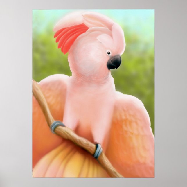 Poster Cockatoo Moluccan (Devant)