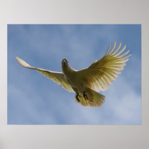 Poster Cockatoo Oiseau Parrot Animal Voler Ciel