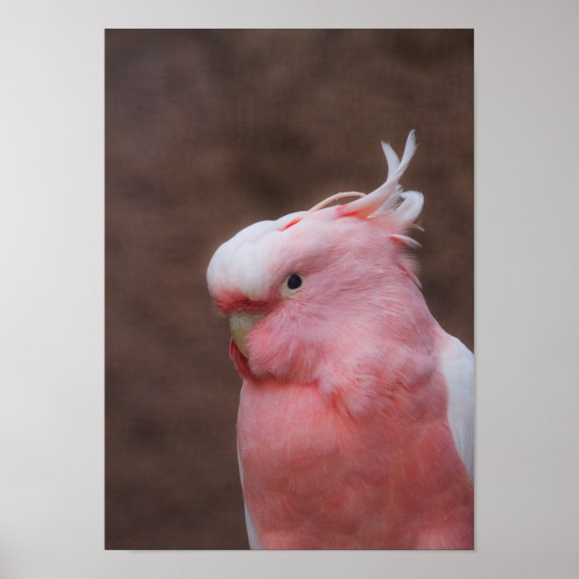Poster Cockatoo rose (Devant)