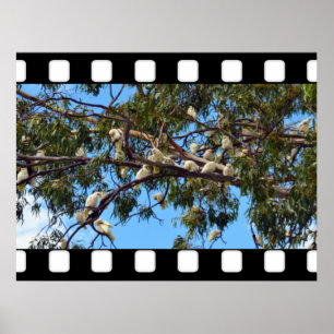 Poster Cockatoos Australiens Sauvages Dans Les Gommes,