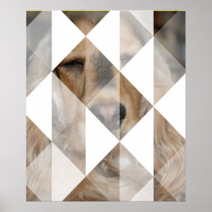 Poster Cocker Spaniel