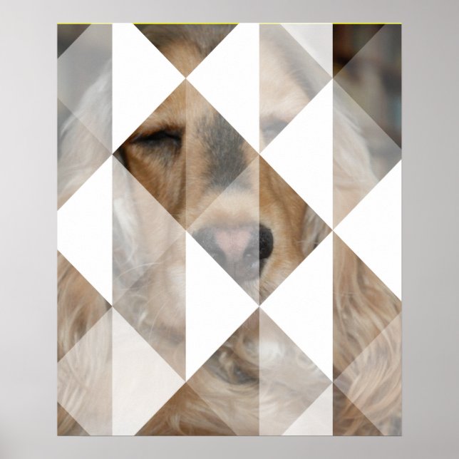 Poster Cocker Spaniel (Devant)