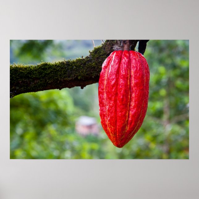 Poster cocod (Devant)