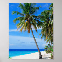 Cocotier de plage