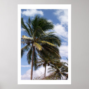 Poster Cocotiers