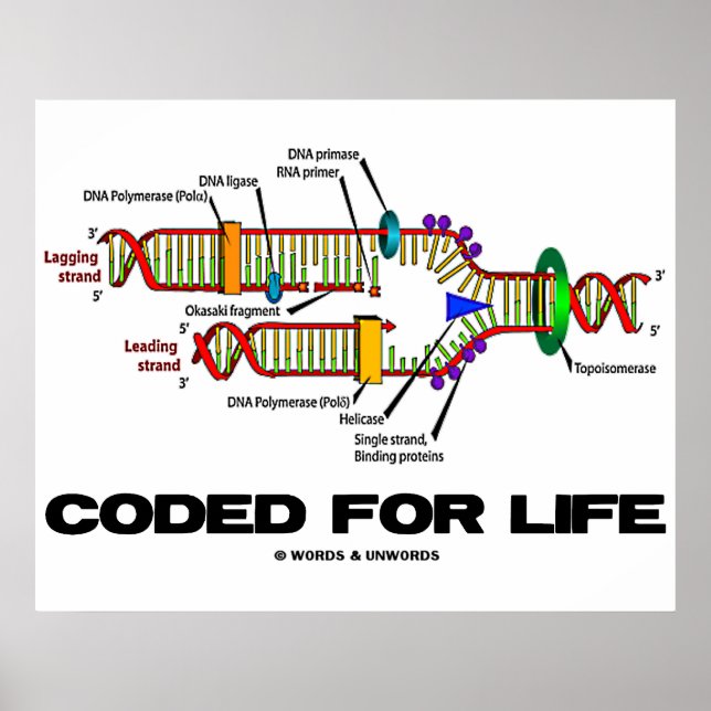 Poster Codé Pour La Vie (Réplication De L'ADN) (Devant)