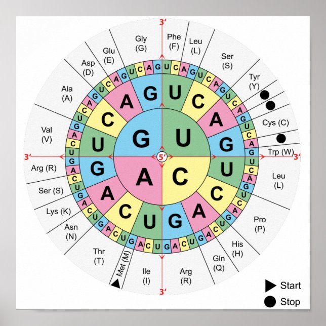Poster Codons Amino Acids Tabelle Genetischer Code (Vorne)