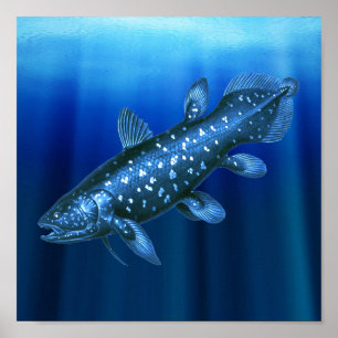 Poster Coelacanth