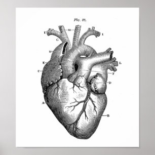 Poster Coeur anatomique vintage d'humain de dessin