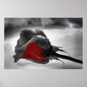 Poster Coeur de la matière, coeur de rose rouge