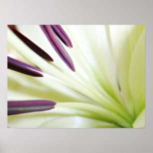 Poster Coeur de la photographie florale de beaux-arts de