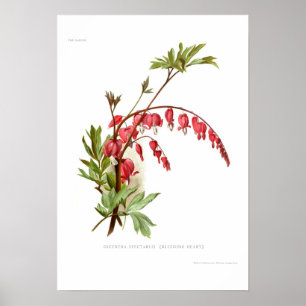 Poster Coeur saignant (Dicentra spectablis)