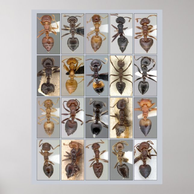 Poster Coeurs AntWeb Crematogaster (Devant)