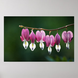 Poster Coeurs dainty Imprimer