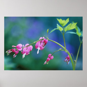 Poster Coeurs saignants roses dans le jardin. Crédit :