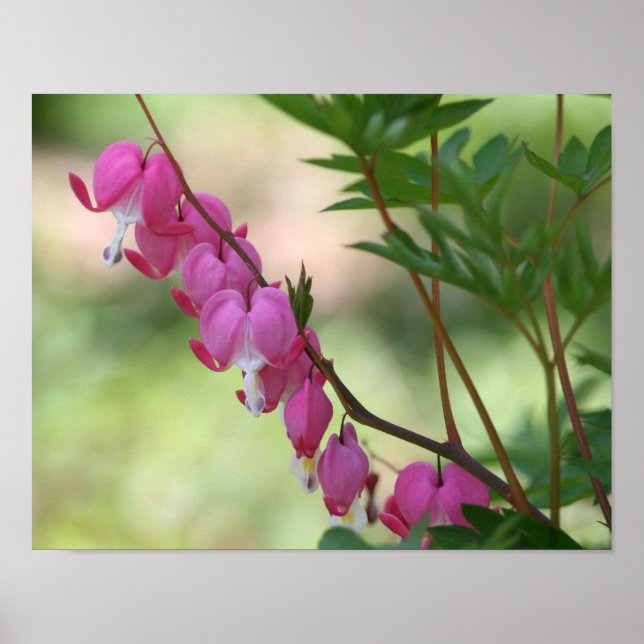 Poster Coeurs saignants roses Floral (Devant)