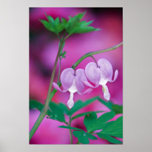Poster Cœurs saignants se reliant dans le jardin. Crédit