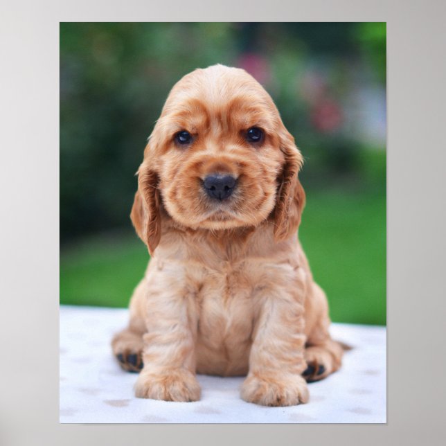 Poster Coker Spaniel (Devant)