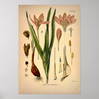 Poster Colchicum Autumnale connu sous le nom de Crocus d'