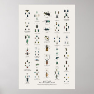 Poster Coléoptères - Bibliothèque du naturaliste