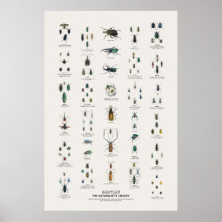 Poster Coléoptères - Bibliothèque du naturaliste