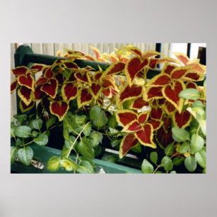 Poster Coleus en fleurs
