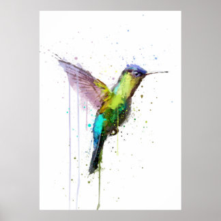 Poster Colibri