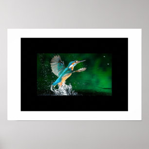 Poster Colibri