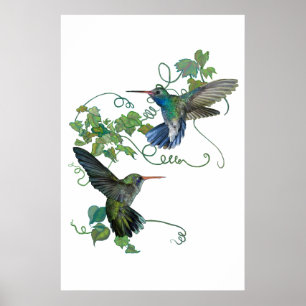 Poster Colibri
