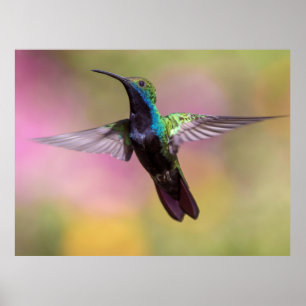 Poster Colibri