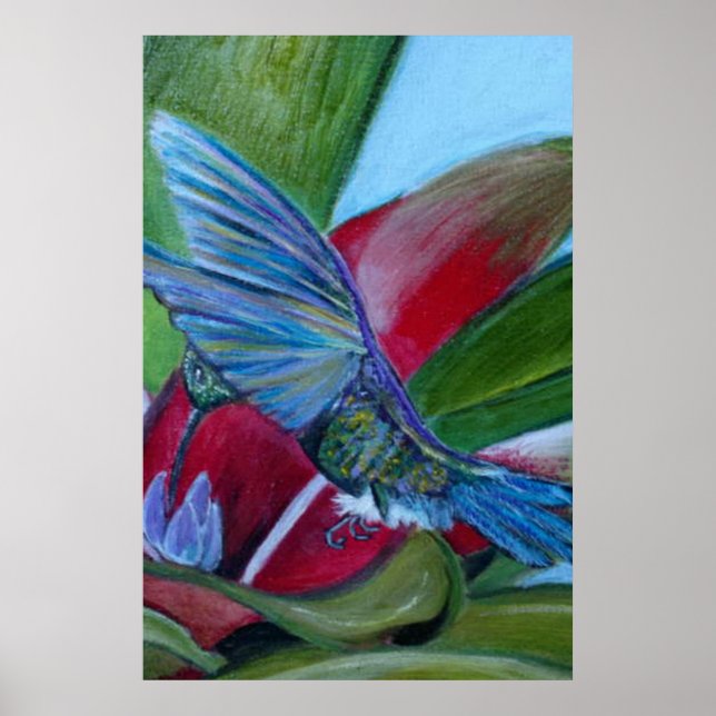 Poster Colibri (Devant)