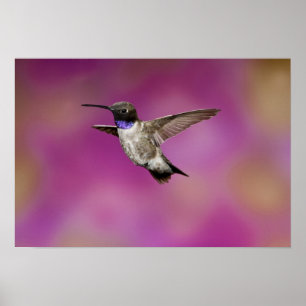 Poster Colibri à gorge noire, Archilochus