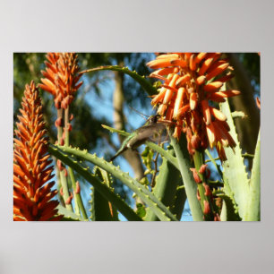 Poster Colibri à gorge noire en vol