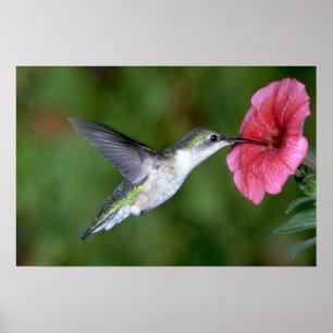 Poster Colibri à gorge rubis (femelle) avec pétunia