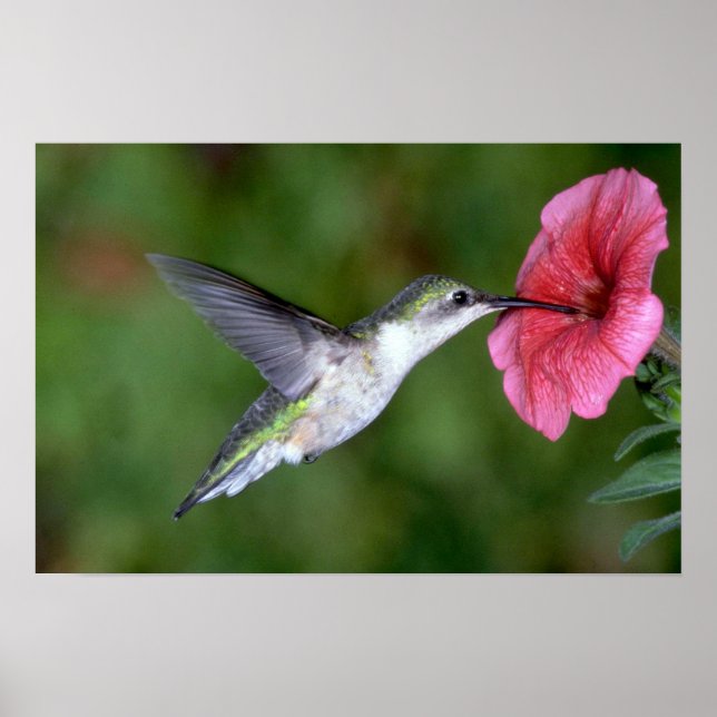 Poster Colibri à gorge rubis (femelle) avec pétunia (Devant)