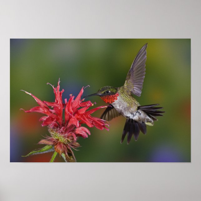 Poster Colibri à gorge rubis mâle (Devant)