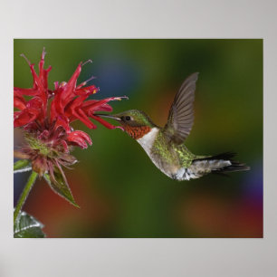 Poster Colibri à gorge rubis mâle