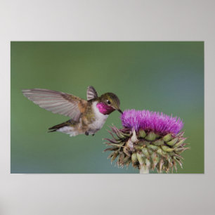 Poster Colibri à queue large, Selasphorus